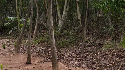 أقدم صندوق عالمي للمناخ يستهدف إصدار سندات جديدة للحفاظ على الحياة البرية في إفريقيا