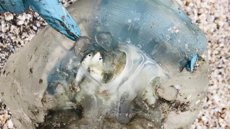 قنديل البحر