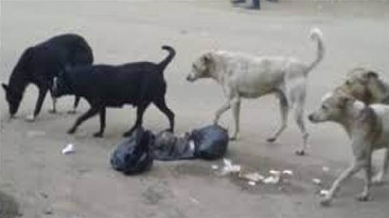 الكلاب الضاله