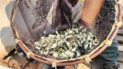 لتنمية المسطحات المائية بالمحافظة.. إنزال ٣٠٠ ألف زريعة بلطي ببحيرة الصيادين بالإسماعيلية