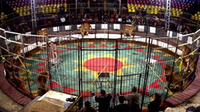 الحبس 3 أشهر لمدربة الأسود في واقعة عامل سيرك طنطا