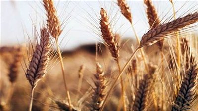 أسوان: توريد 553 ألفًا و496 طن قمح بزيادة 82% عن العام الماضي