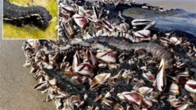 عاجل.. كائنات بحرية سامة تحرق البشر.. وتنمو مرة أخرى بعد قطعها إلى نصفين