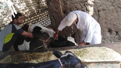 محافظ الغربية: تحصين أكثر من 130 ألف رأس ماشية ضد مرضي الحمى القلاعية والوادي المتصدع