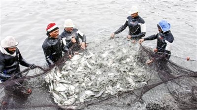 مشروع مزارع قناة السويس.. 4,541 حوضًا سمكيًا على 7,500 فدان لإنتاج 1.6 مليون طن سنويًا| صور 