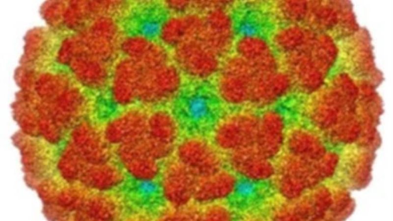 حمي شيكونغونيا