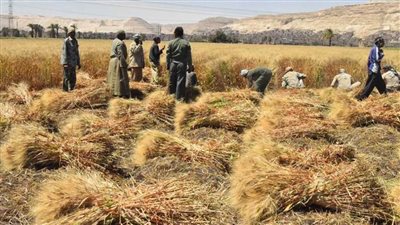 توريد 553 ألفا و740 طنًا من القمح بأسوان بزيادة 83 % عن موسم الحصاد الماضي
