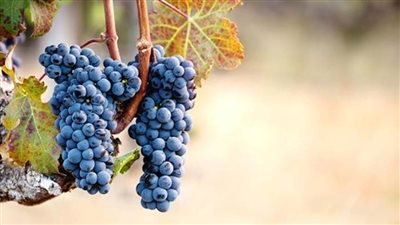 عاجل| بعد ارتفاع أسعار العنب بإسرائيل.. سلطات الاحتلال تستورده من مصدر مفاجئ