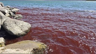 عاجل| تحول بحر الجليل للون الأحمر الدموي.. ومخاوف إسرائيلية من نهاية العالم