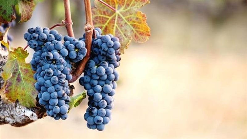 العنب