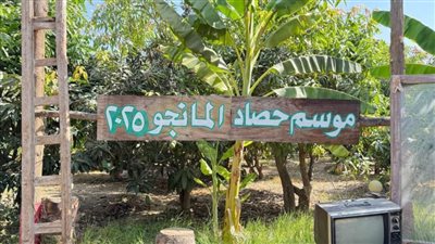 وسط عبق الأشجار.. سياحة المانجو تجربة بطعم مصر