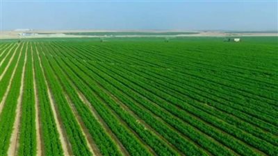 610.8 ألف فدان إجمالي مساحة الأراضي المستصلحة عام 2023 / 2024