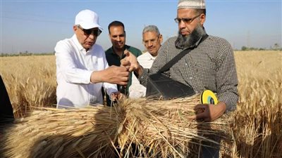 ختام موسم توريد القمح 2025..  المنيا: توريد 520 ألف طن من المحصول الاستراتيجي