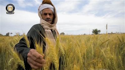 مجلس الوزراء: تمكين الفلاح المصري استراتيجية مستمرة لنهضة زراعية  