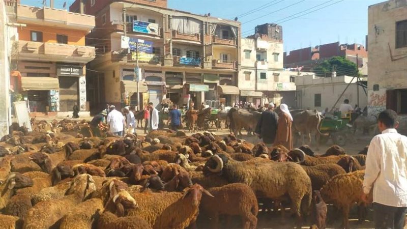 جانب من فعاليات القافلة