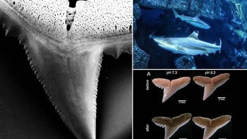 أسنان اسماك القرش