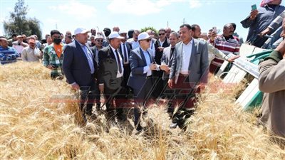 257 ألف فدان أرز و235 ألف فدان قمح بزيادة 40 ألفًا عن العام الماضي