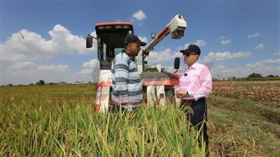 محافظ كفر الشيخ يشهد انطلاق موسم حصاد الأرز  