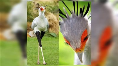 طائر بملامح ملكية ومهارة قاتلة.. من هو السكرتير سلاح الطبيعة ضد الثعابين؟