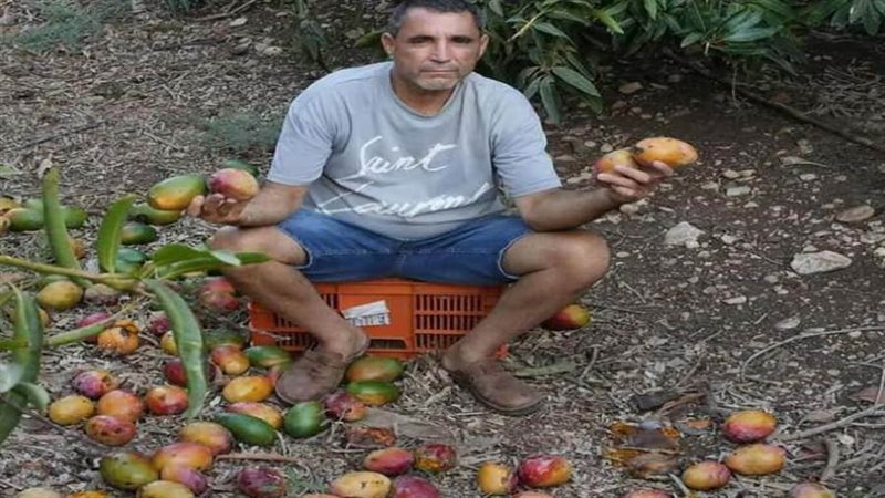 مزارع المانجو الإسرائيلية