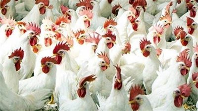 انخفاض أسعار الفراخ البيضاء اليوم في بورصة الدواجن