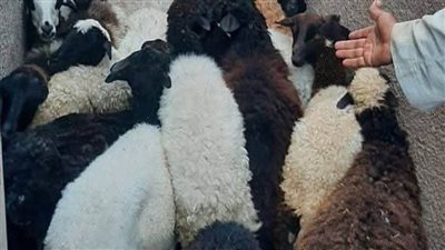 الطب البيطري يوزع 80 رأس غنم للمستفيدين بـ