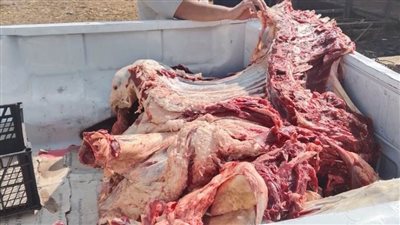 ضبط ذبيحة غير صالحة للاستهلاك الآدمي تزن 350 كجم خلال حملة مكبرة على أسواق الغنايم