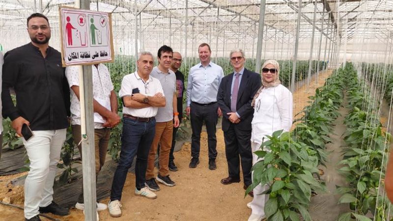 البعثة الدولية