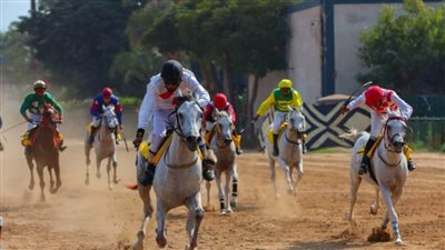  القاهرة تستضيف إحدى محطات كأس رئيس دولة الإمارات للخيول العربية الأصيلة