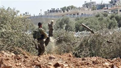 زيتون غزة.. من موسم عطاء إلى أرض محروقة