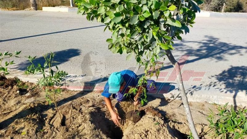 زراعة الأشجار فى