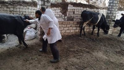 تحصين أكثر من 68 ألف رأس ماشية ضمن الحملة القومية ضد الحمى القلاعية بالمنيا