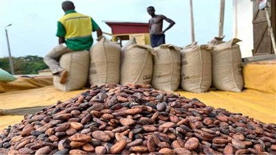 تعافي أسعار الكاكاو بفعل تباطؤ صادرات كوت ديفوار