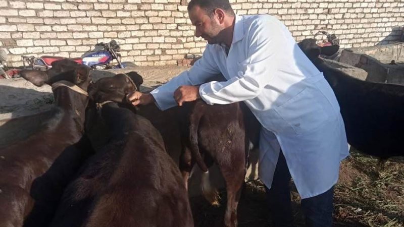 تحصين الثروة الحيوانية