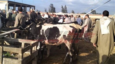 استمرار الحملة القومية للتحصين ضد الحمى القلاعية بكفر الشيخ