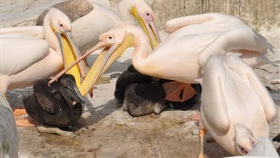 البيئة: اقتناء الطيور البرية دون ترخيص مخالفة جسيمة