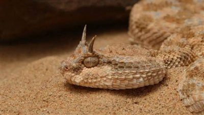 رحلة السم والترياق.. من أنياب الأفاعي إلى كواليس صناعة الأمصال في مصر