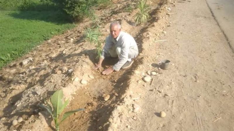 زراعة الأشجار بالمنيا