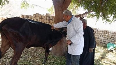 محافظ المنيا: تحصين 167 ألف رأس ماشية ضمن الحملة القومية ضد حمى الوادي المتصدع والحمى القلاعية