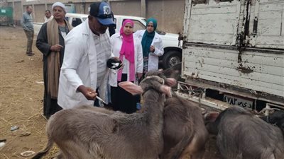 الزراعة: 7.5 مليون جرعة تم تطعيمها للماشية ضد الحمى القلاعية والوادي المتصدع