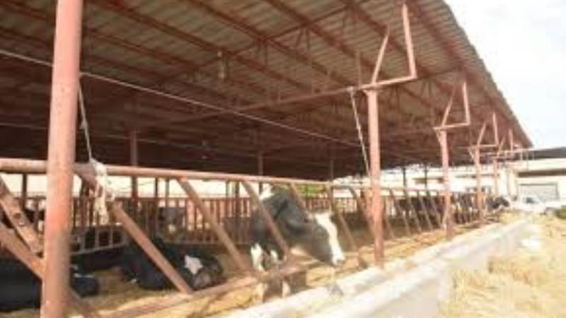 ثروة حيوانية