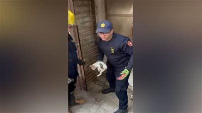 أمن الفيوم ينقذ قطة محتجزة داخل محل مغلق