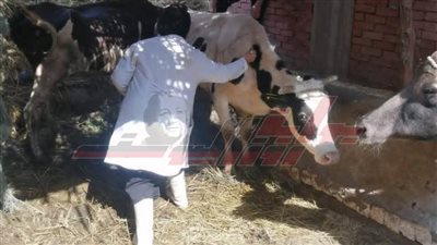 تشخيص وعلاج 3171 رأس ماشية ضمن خطة تنمية الثروة الحيوانية بكفر الشيخ