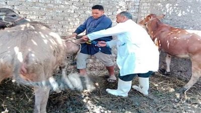 بيطري دمياط: تطعيم 75 ألف رأس ماشية ضد أمراض الحمى القلاعية 
