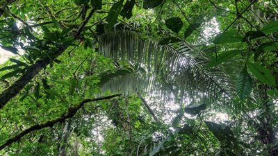 تقرير: الغابات الإفريقية تتحول من مصدر للكربون إلى مصدر صاف للانبعاثات