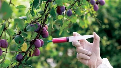 سويسرا: برن لن تكون ملزمة باستيراد الأغذية المعدلة وراثيا من الاتحاد الأوروبي