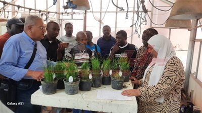 الانتهاء من تدريب وفد من 10 دول أفريقية على تقنيات تحسين تقاوي الأرز 