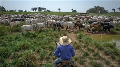 استثمارات برازيلية بـ120 مليون دولار لدعم الزراعة في أنجولا اعتبارا من 2026