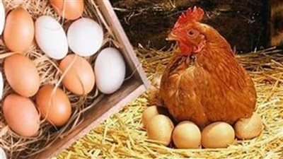 تراجع جديد.. سعر الفراخ البيضاء اليوم الثلاثاء 28 يناير وكرتونة البيض