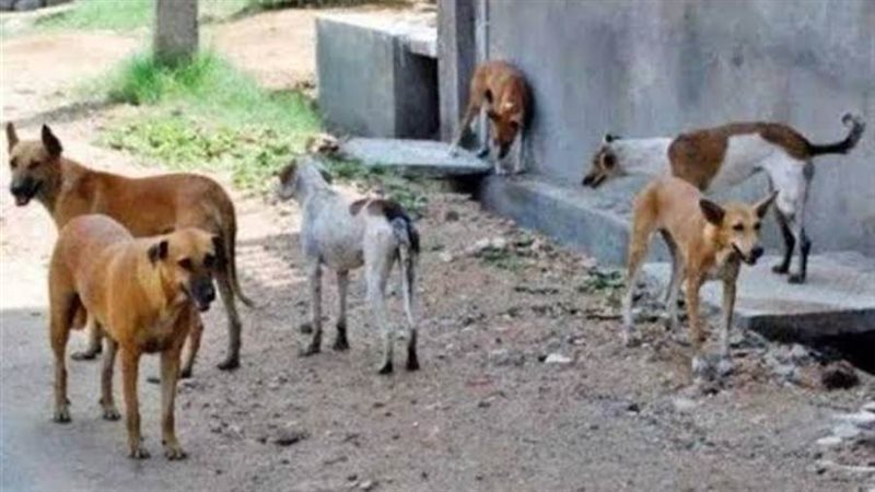 كلاب الشوارع صورة